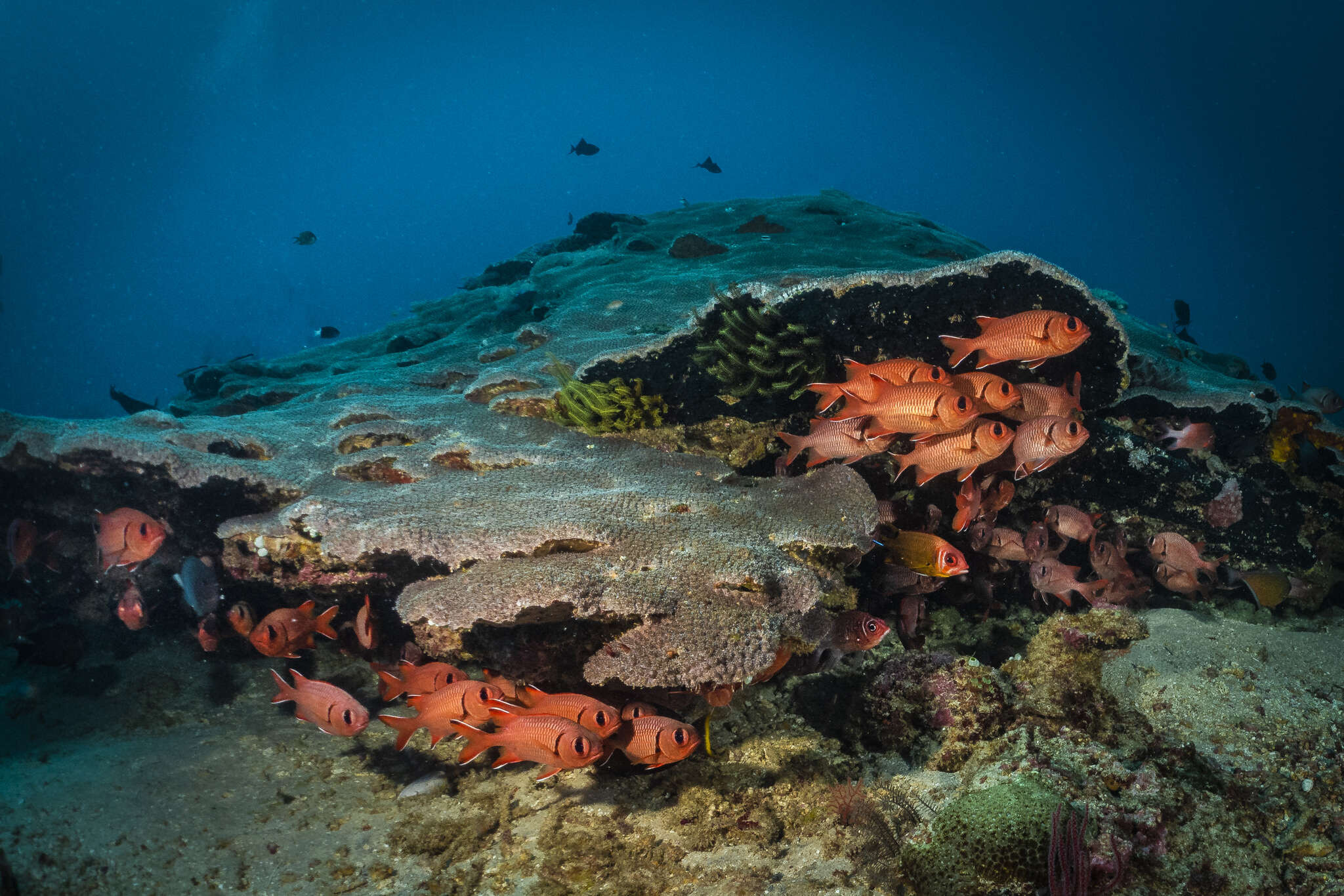 Image of Robust soldierfish