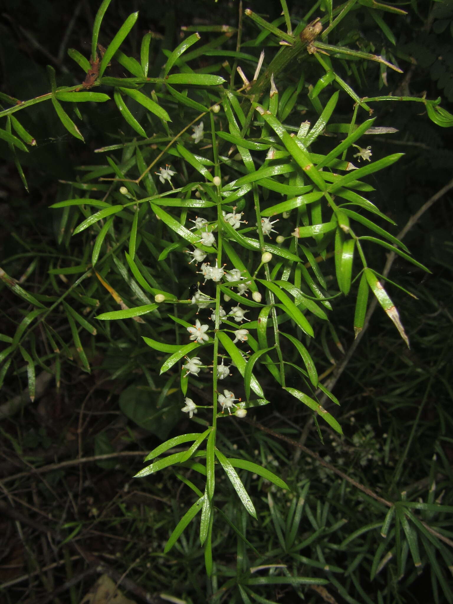 Image de Asparagus densiflorus (Kunth) Jessop