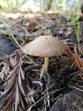 Image of Psathyrella oregonensis A. H. Sm. 1972