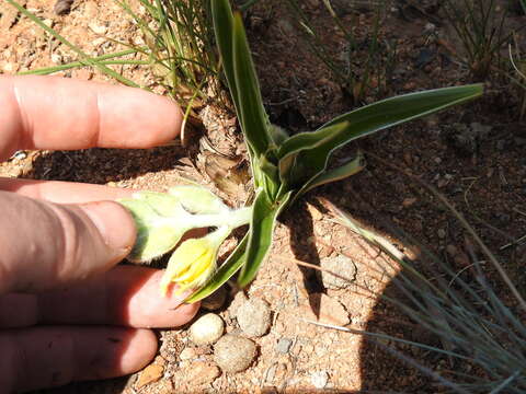 Image of Hypoxis obtusa Burch. ex Ker Gawl.