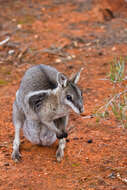 Image of <i>Onychogalea frenata</i> Gray 1841