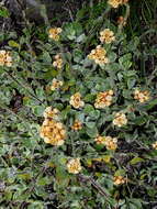 Image de Helichrysum rotundifolium (Thunb.) Less.