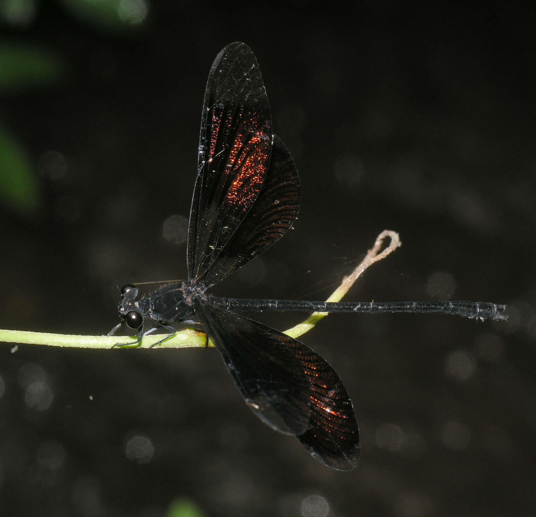 Image de Euphaea inouei Asahina 1977