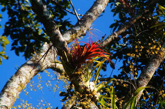 Image of Tillandsia capitata Griseb.