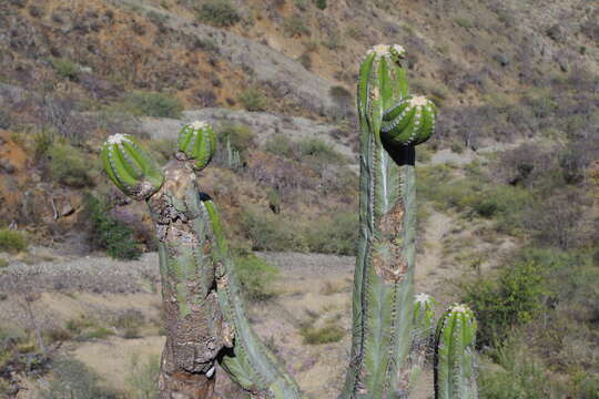 Imagem de Browningia pilleifera (F. Ritter) Hutchison