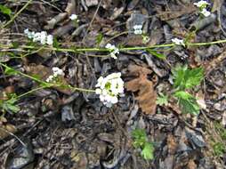 Image de Arabidopsis halleri subsp. gemmifera (Matsum.) O'Kane & Al-Shehbaz