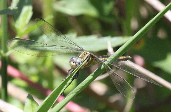 Image of Dark-shouldered Skimmer