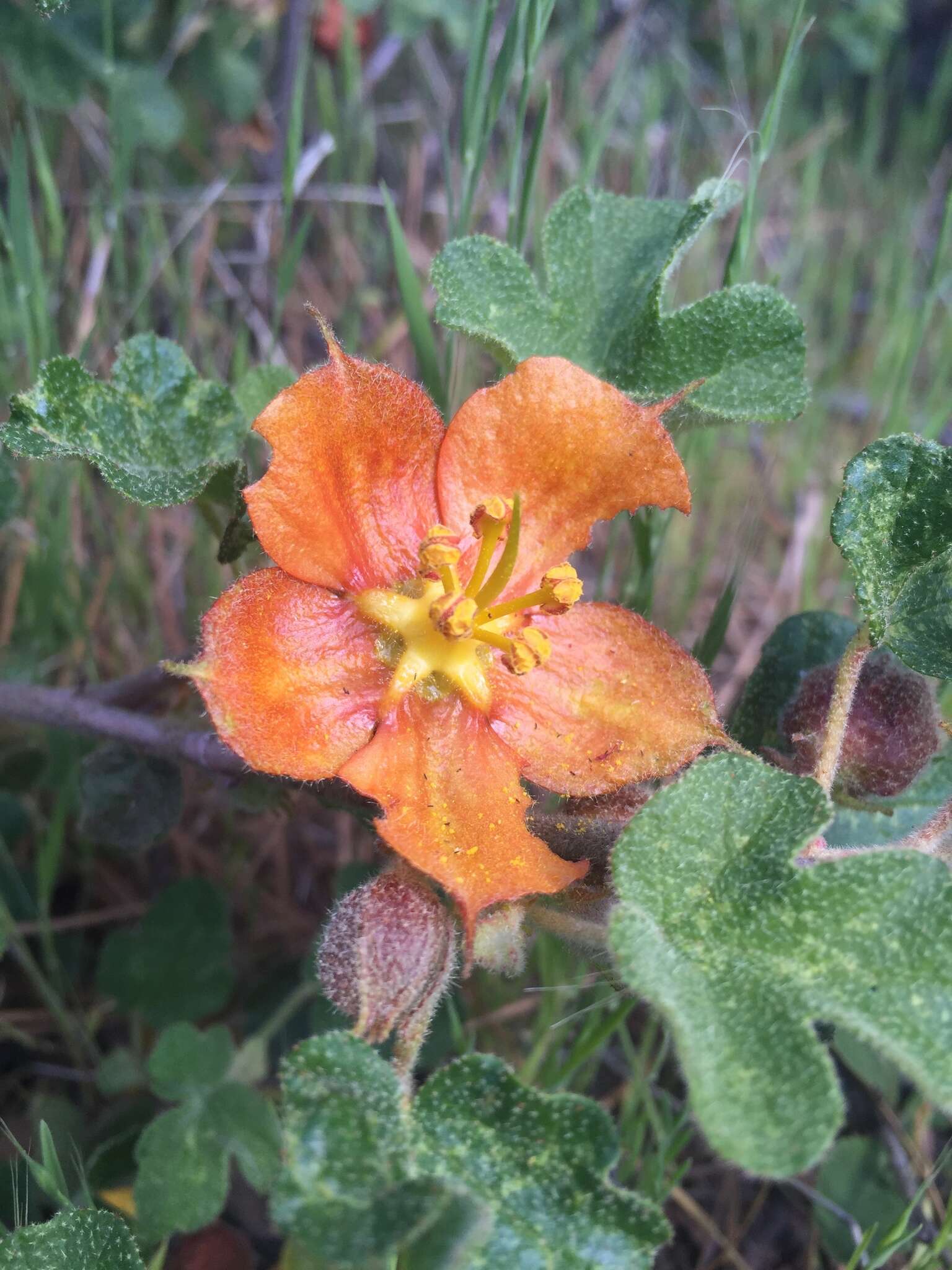 Image of Pine Hill flannelbush