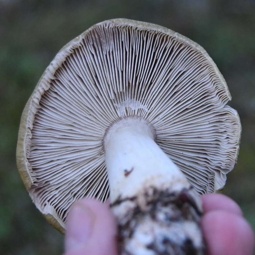 Image of Tricholoma arvernense Bon 1976