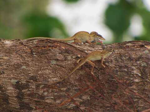 Image of Anolis unilobatus Köhler & Vesely 2010