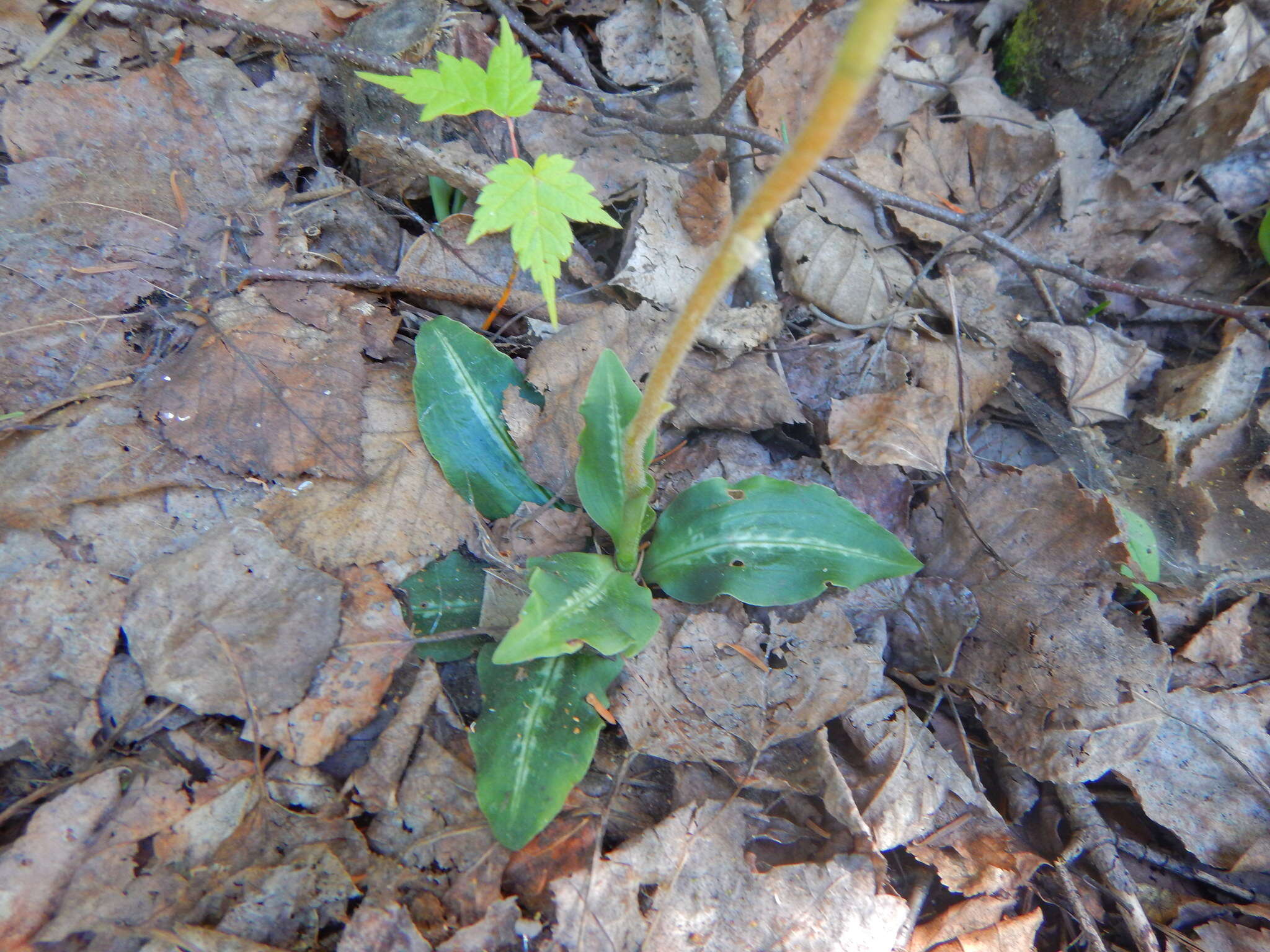 Image of Giant Rattlesnake-plantain