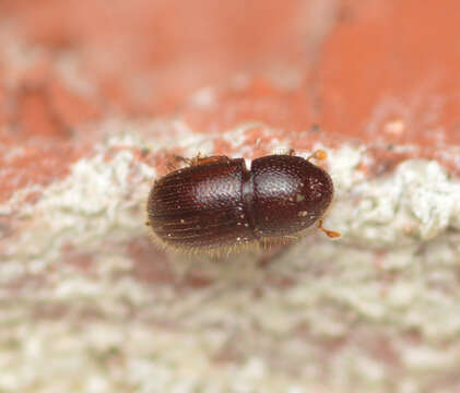 Image of Bark beetle