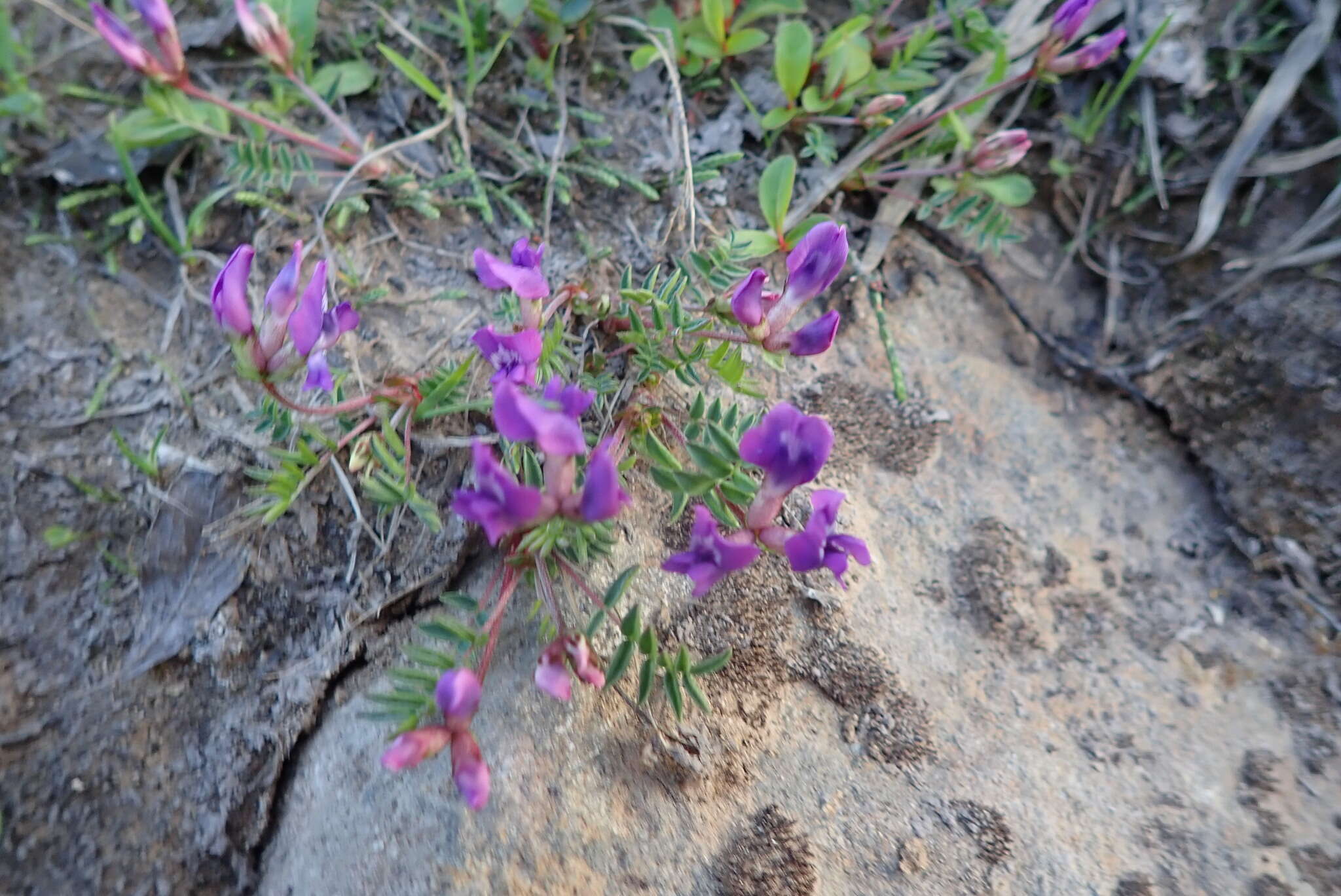 Image de Oxytropis revoluta Ledeb.