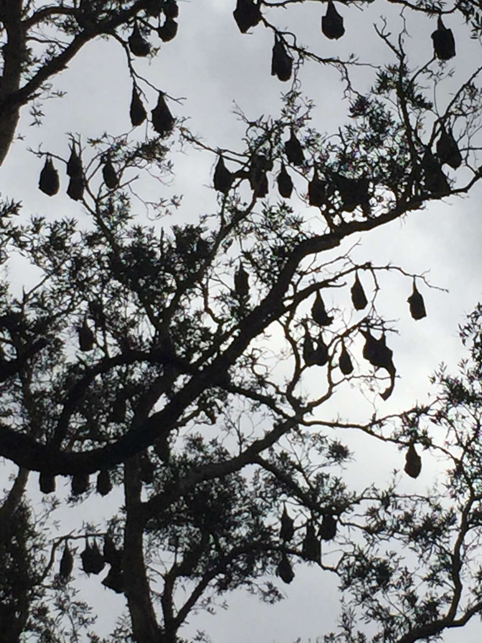 Image of Gray-headed Flying Fox