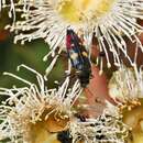 Castiarina insignis (Blackburn 1892) resmi