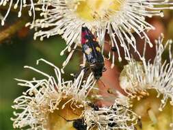 Image of Castiarina insignis (Blackburn 1892)