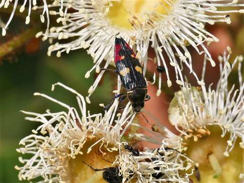 Sivun Castiarina insignis (Blackburn 1892) kuva