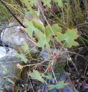 Image of Pelargonium grandiflorum (Andr.) Willd.