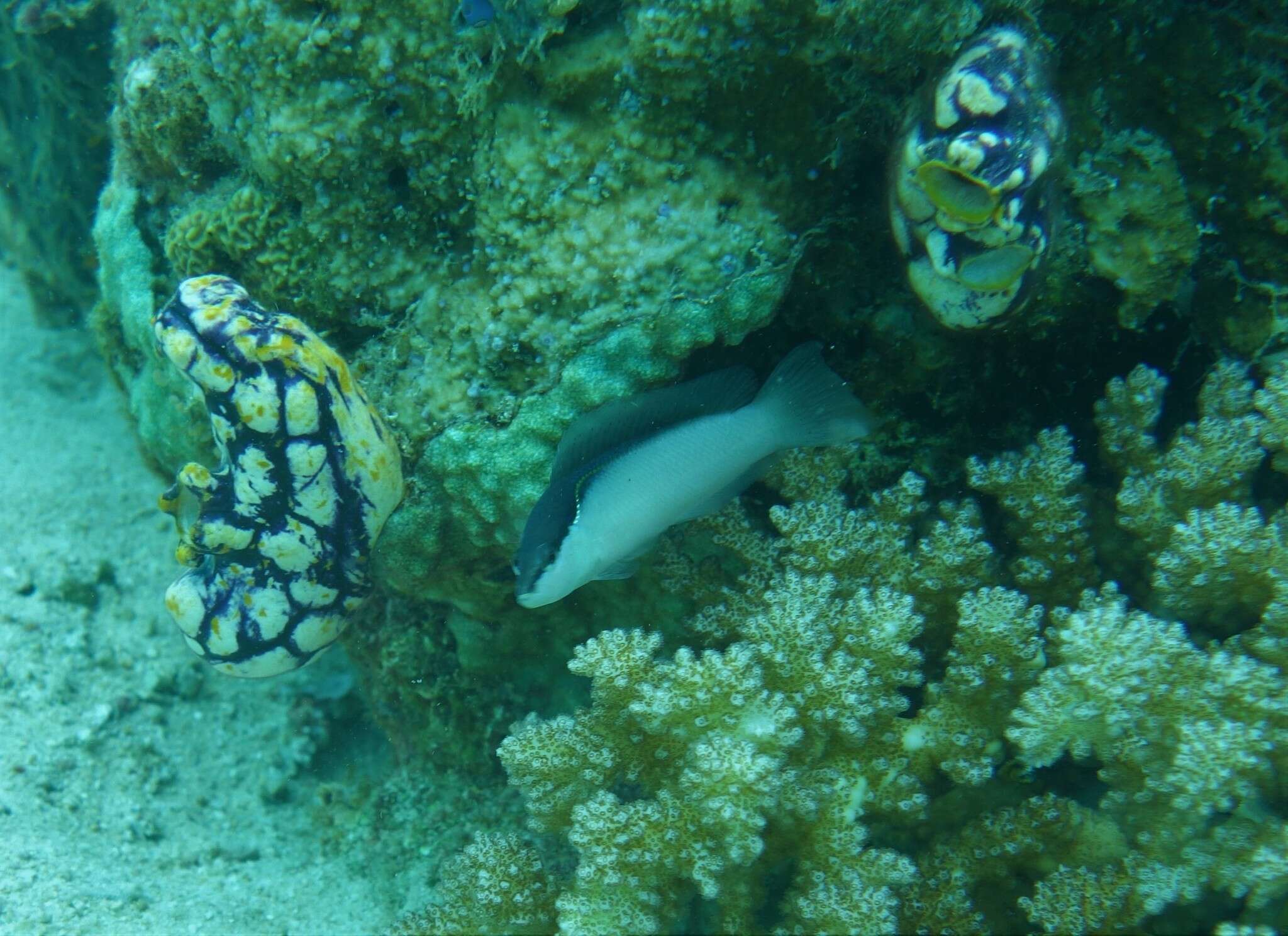 Image of Bandit dottyback