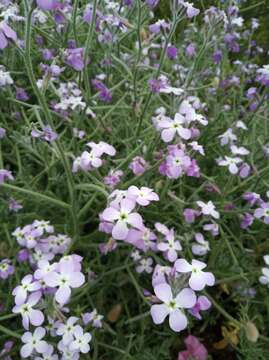 Image of Matthiola tricuspidata (L.) W. T. Aiton