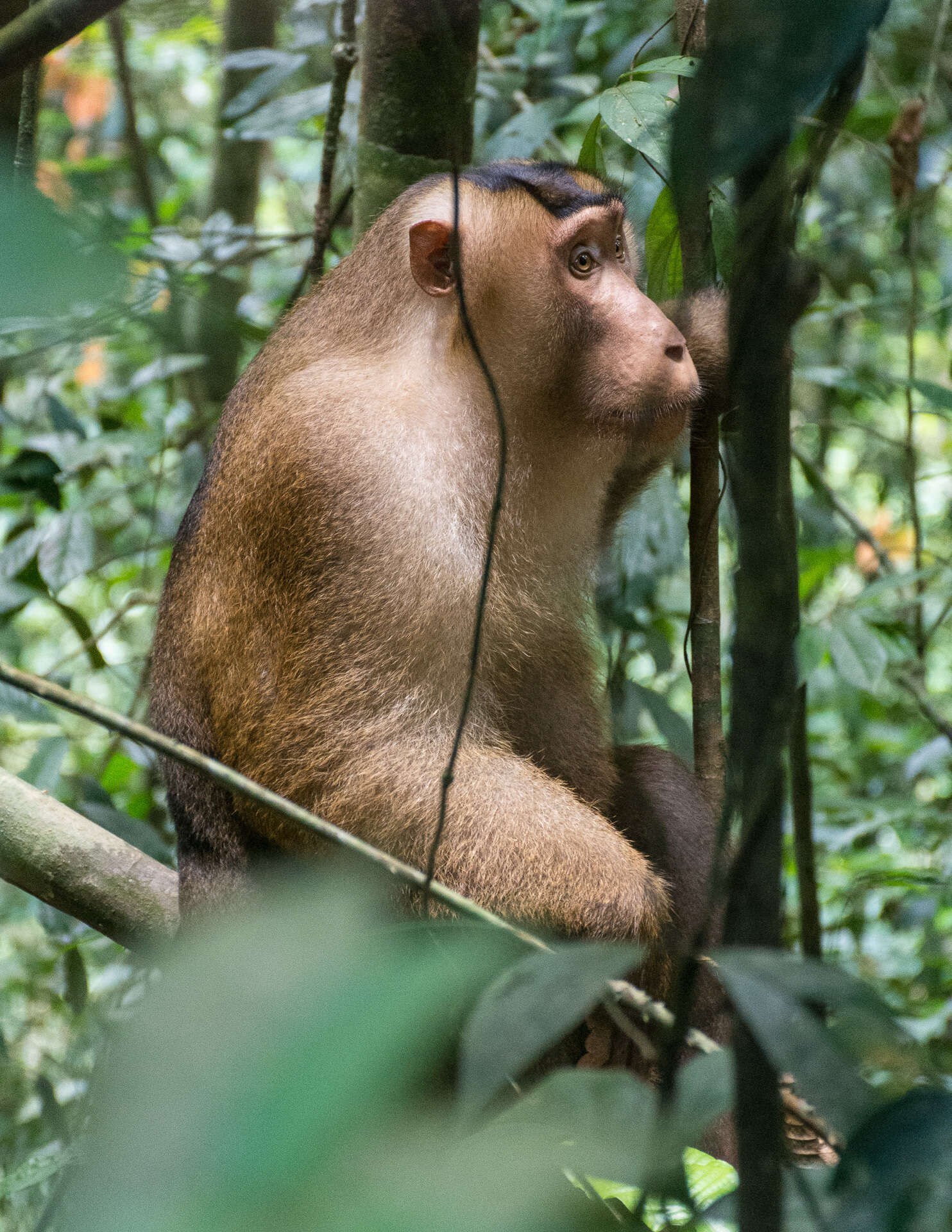 Image of Pig-Tail Macaque