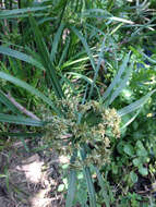 Image of Cyperus alternifolius subsp. flabelliformis Kük.