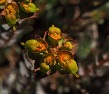 Image of Euphorbia antilibanotica Mouterde