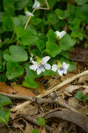 Image of Viola sororia f. priceana (Pollard) Cooperr.