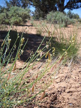 Sivun Astragalus episcopus var. lancearius (A. Gray) D. Isely kuva