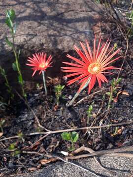 Image of Barberton daisy