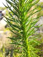 Image of Pseudoselago densifolia (Hochst.) O. M. Hilliard