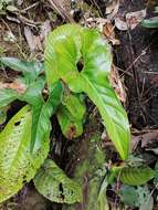 Image of Anthurium brownii Mast.