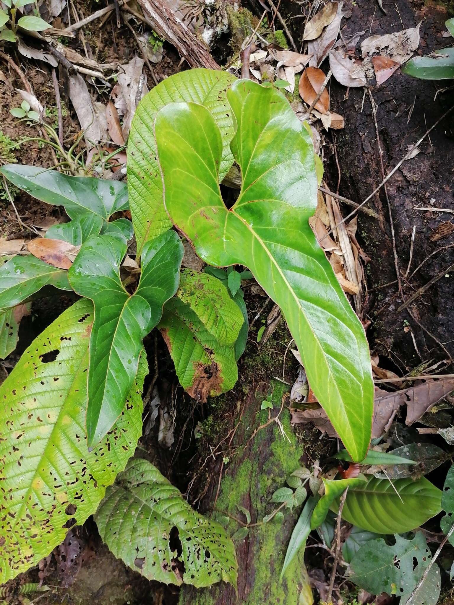 Image of Anthurium brownii Mast.