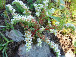 Sedum fuscum Hemsl. resmi