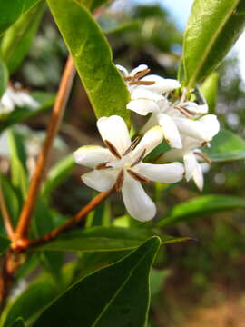 Image of Tricalysia capensis var. capensis