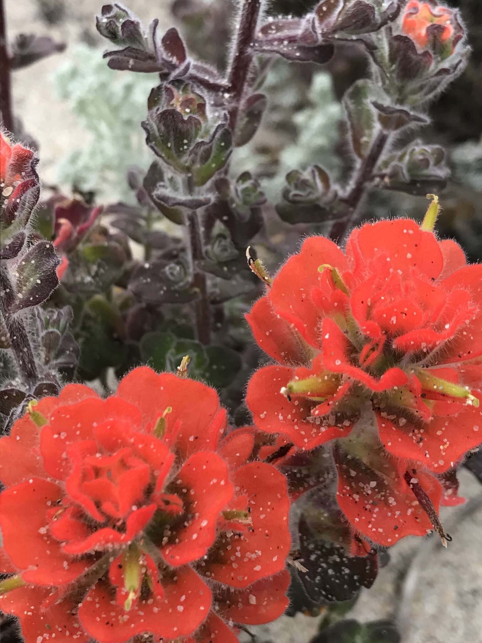 Image of Monterey Indian paintbrush