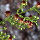 Image of Scrophularia hirta Lowe