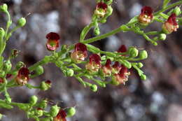 Image of Scrophularia hirta Lowe