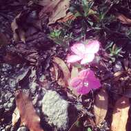 Image of Oenothera deserticola (Loes.) Munz