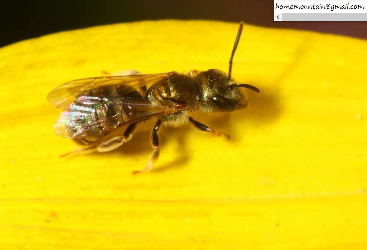 Halictus aerarius Smith 1873 resmi