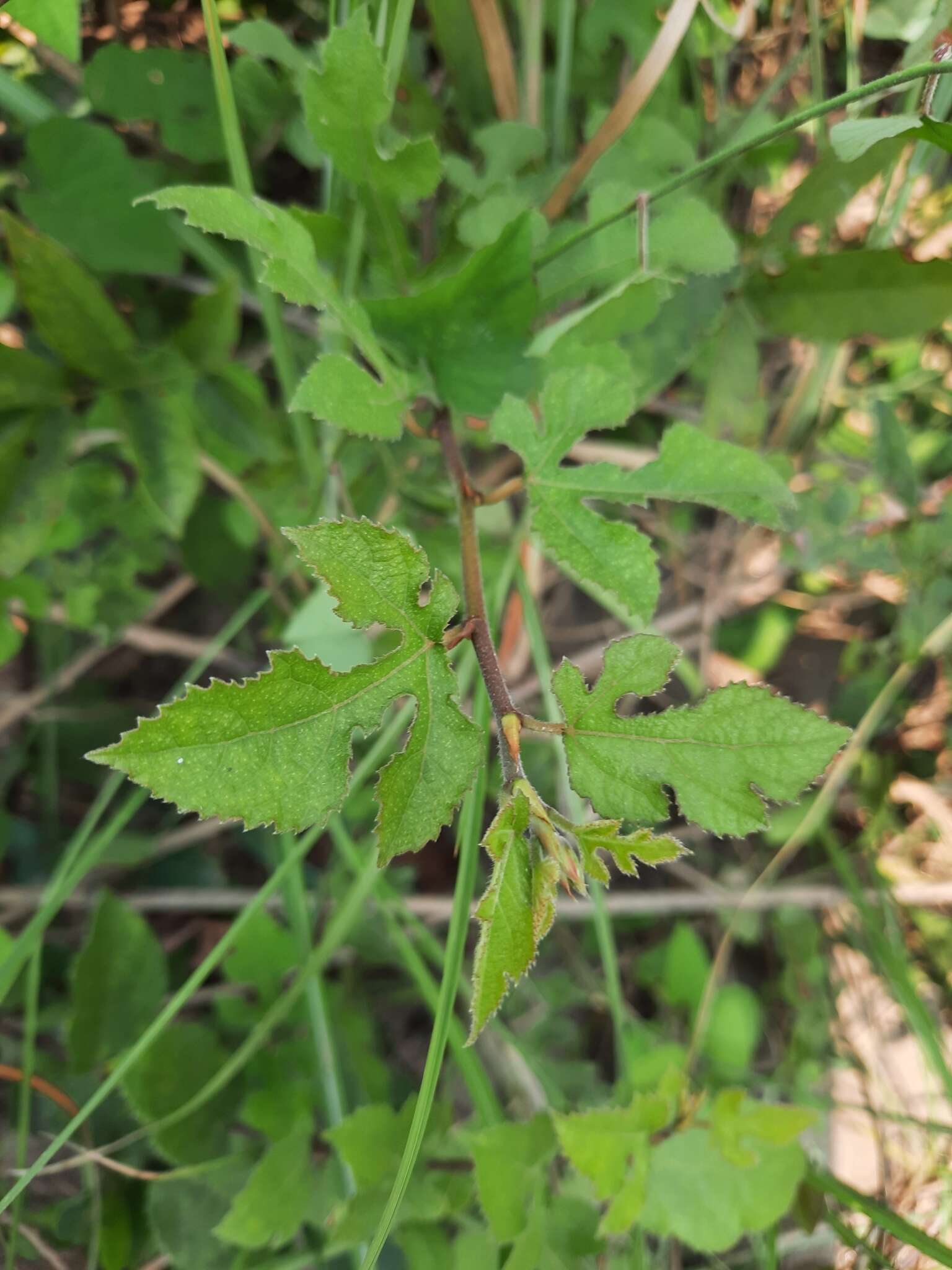 Image of Ficus heterophylla L. fil.