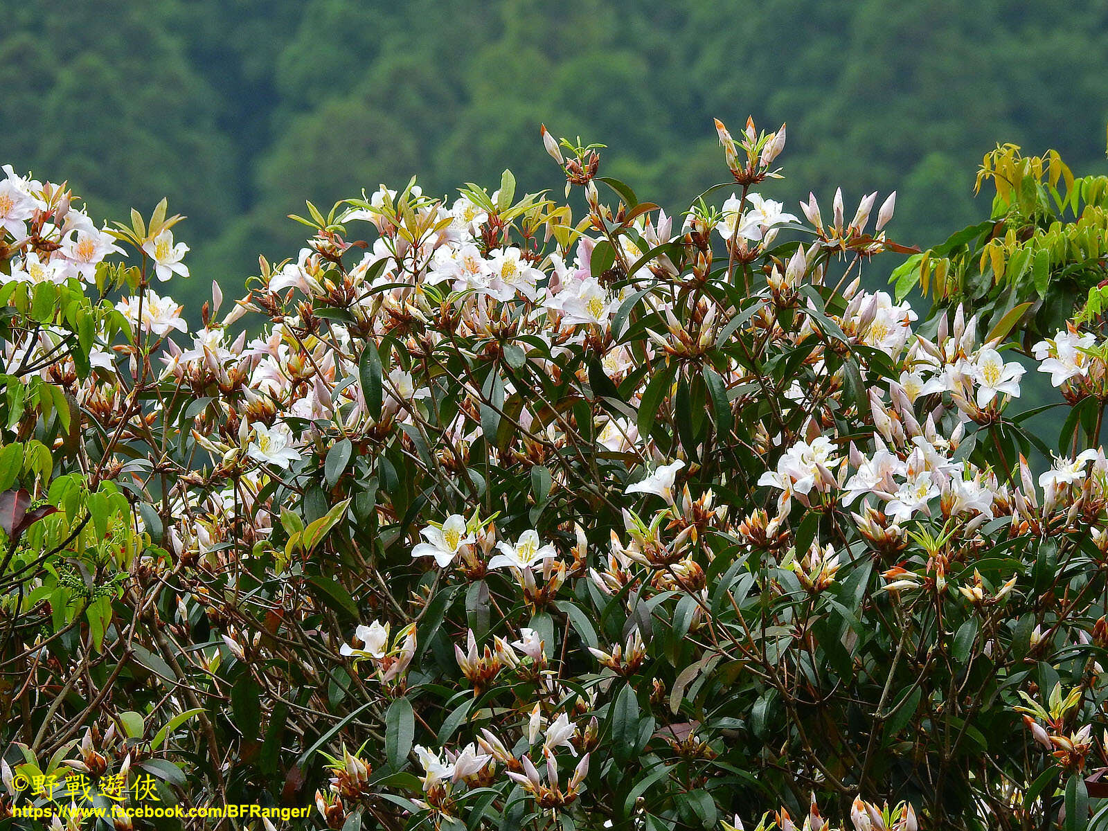 Image of Rhododendron latoucheae Franch.