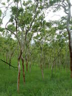 Image of white eucalyptus