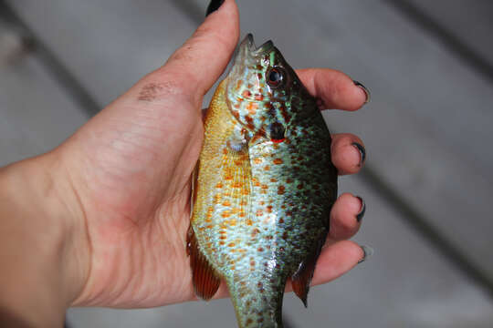 Image of Pumpkinseed