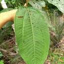 Image of Miconia formosa Cogn.