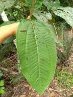 Image of Miconia formosa Cogn.