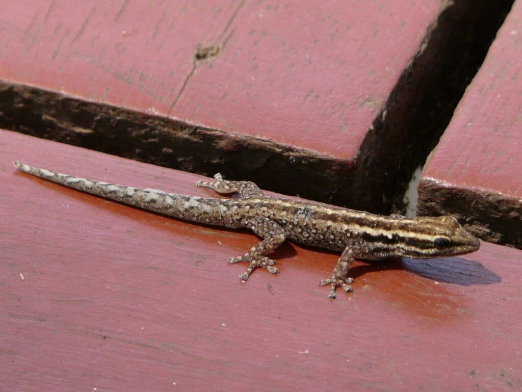 Image of Lygodactylus tsavoensis Malonza, Bauer, Granthon, Williams & Wojnowski 2019