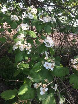 Crataegus coccinioides Ashe resmi