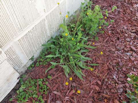 Image of Wright's dwarfdandelion