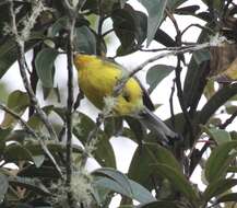 Myioborus flavivertex (Salvin 1887) resmi